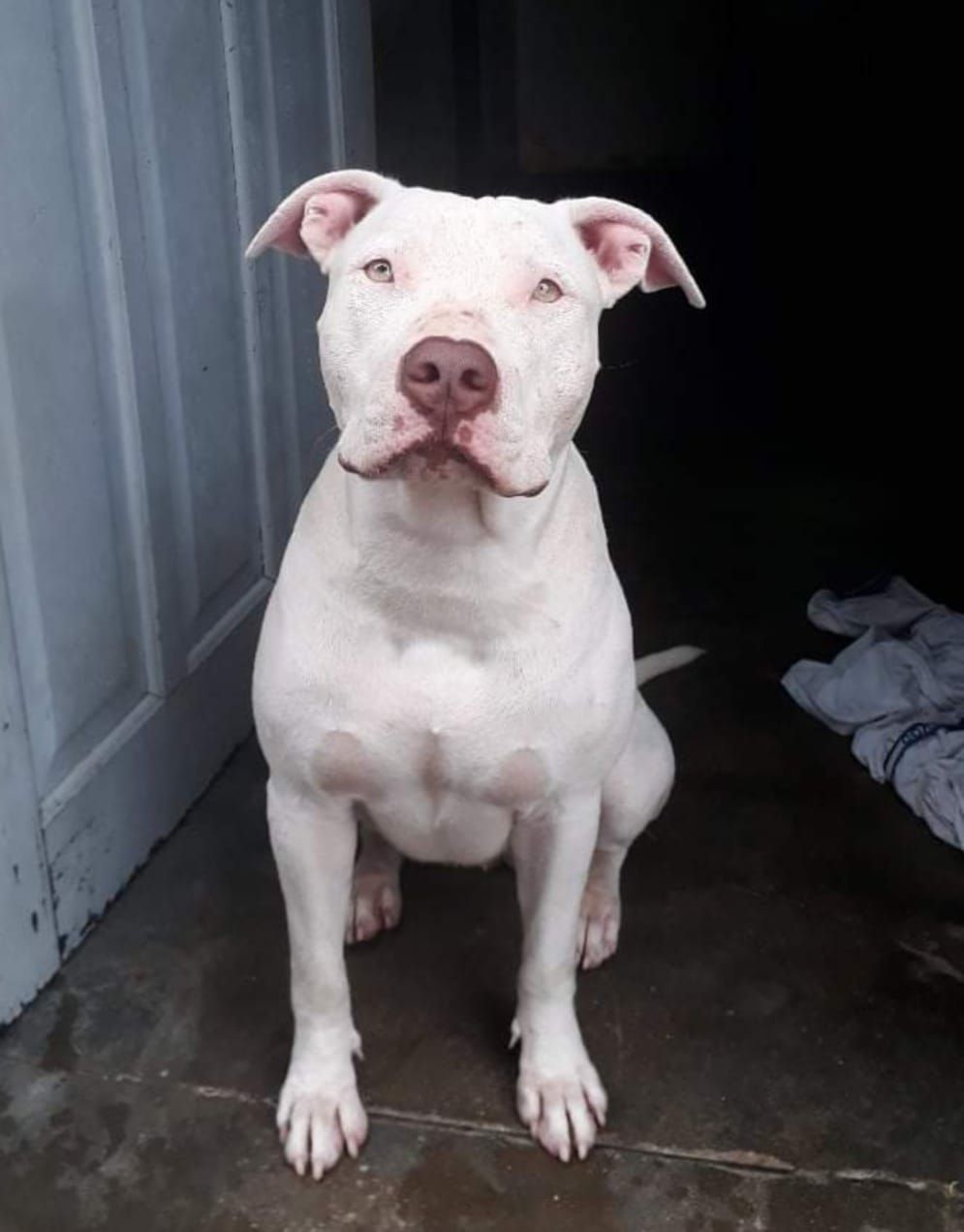 Photo of the dog