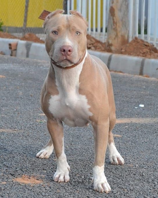 Photo of the dog