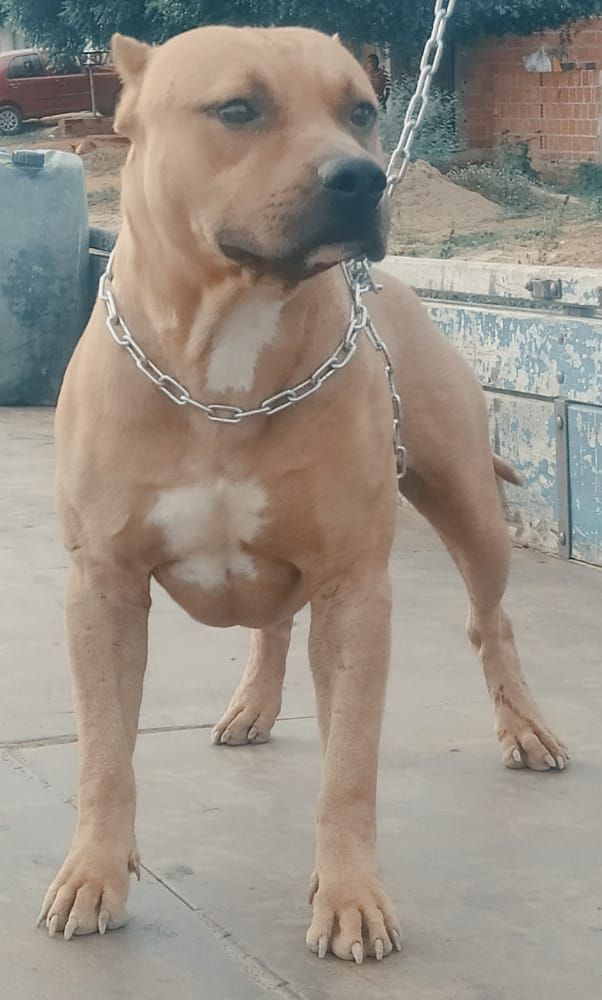 Photo of the dog