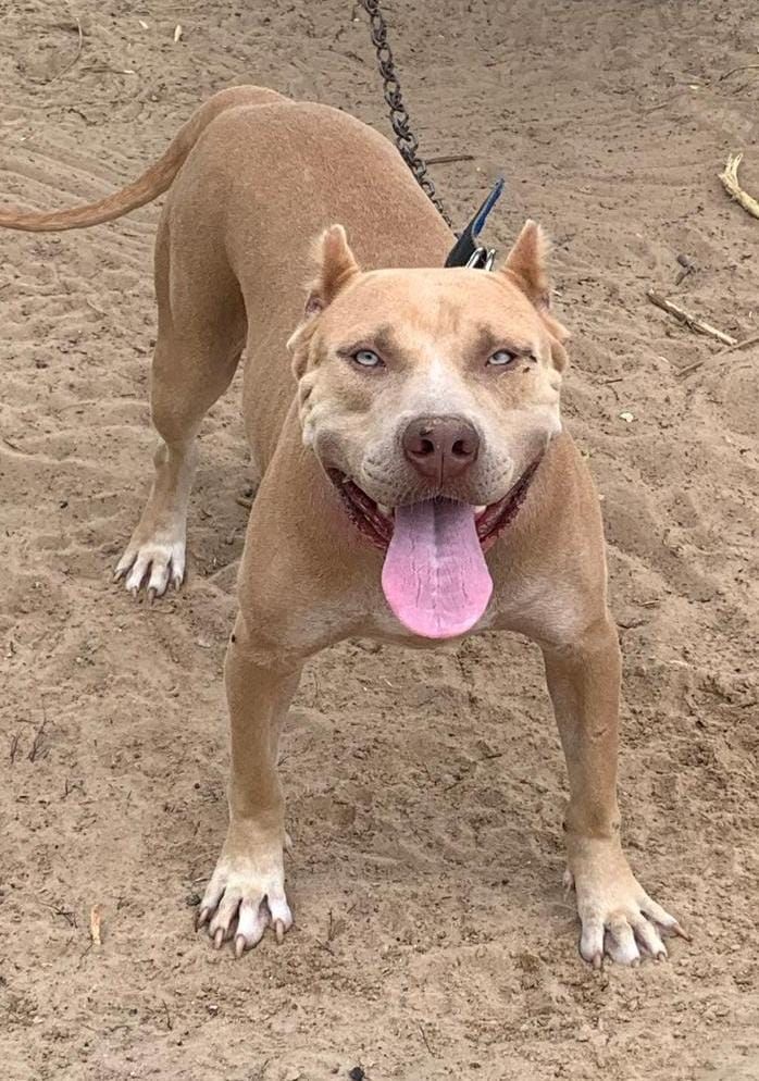 Photo of the dog