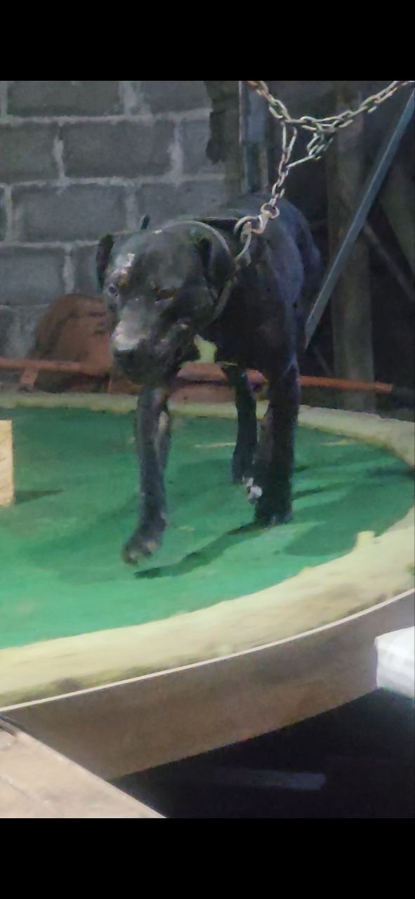 Photo of the dog