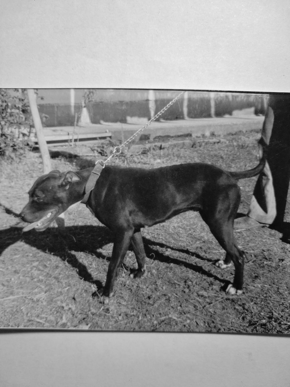 Photo of the dog