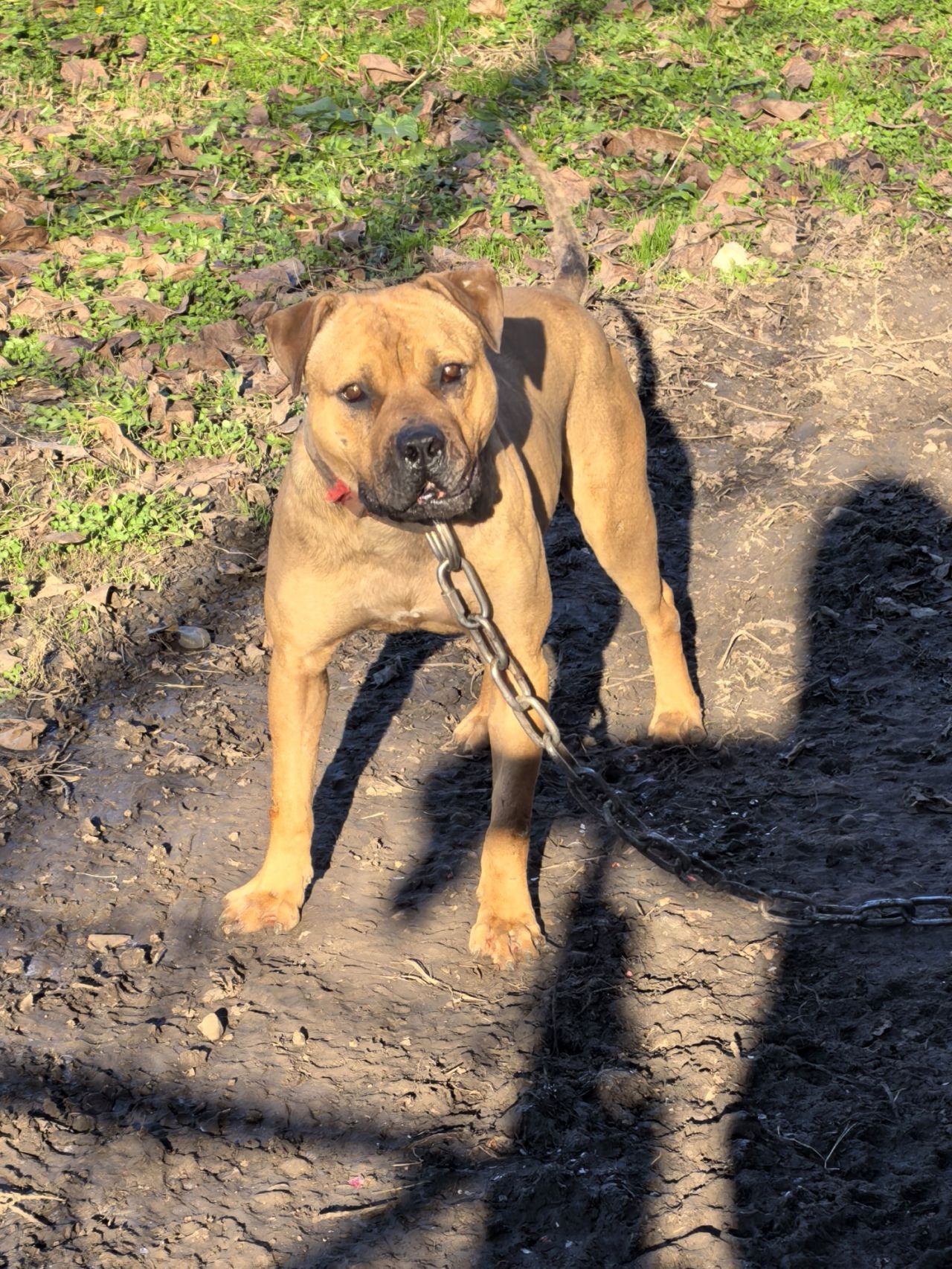 Photo of the dog