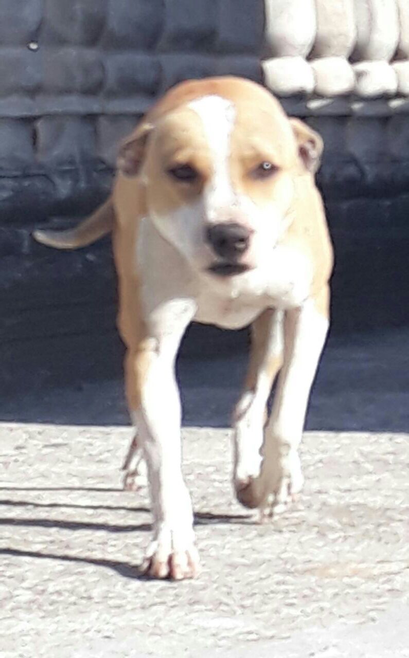 Photo of the dog