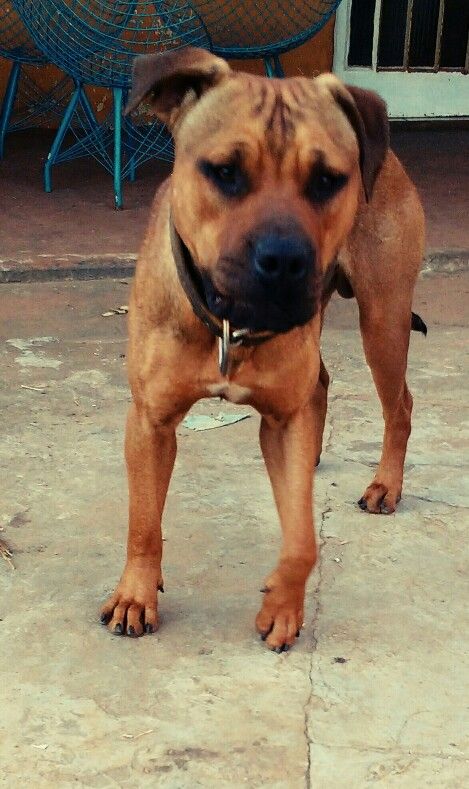 Photo of the dog