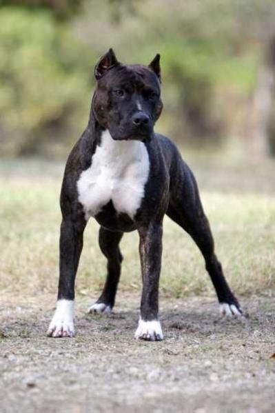 Photo of the dog