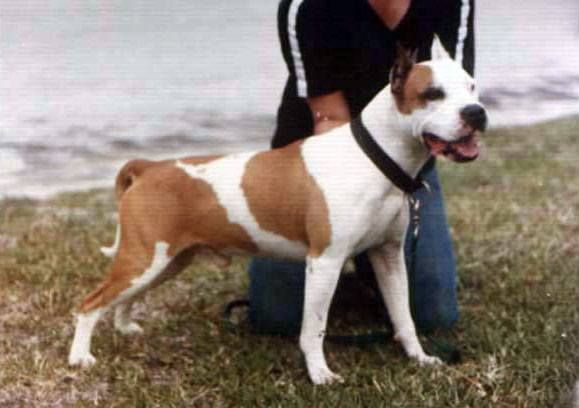 Photo of the dog