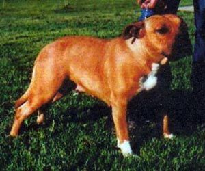 Photo of the dog