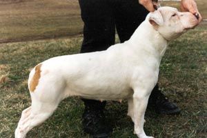 Photo of the dog