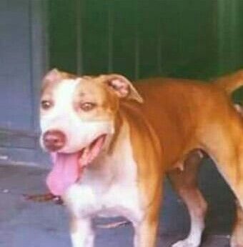 Photo of the dog