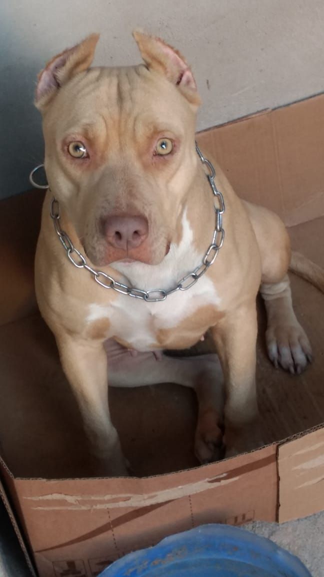 Photo of the dog