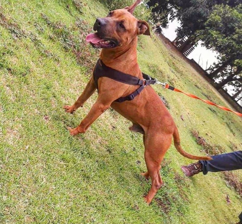 Photo of the dog