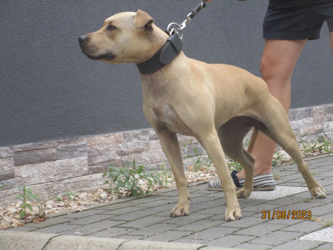 Photo of the dog