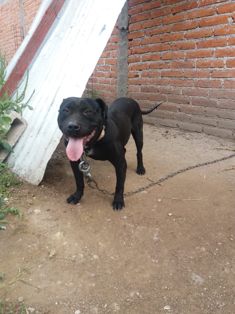 Photo of the dog