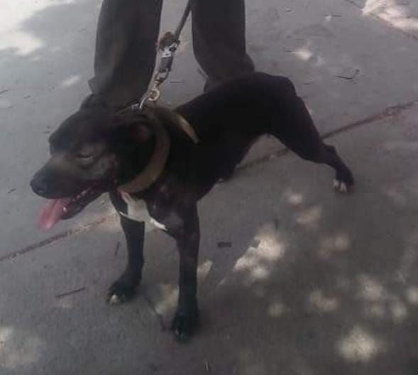 Photo of the dog