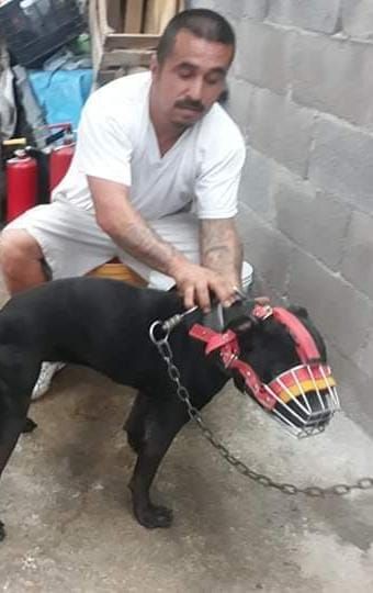 Photo of the dog