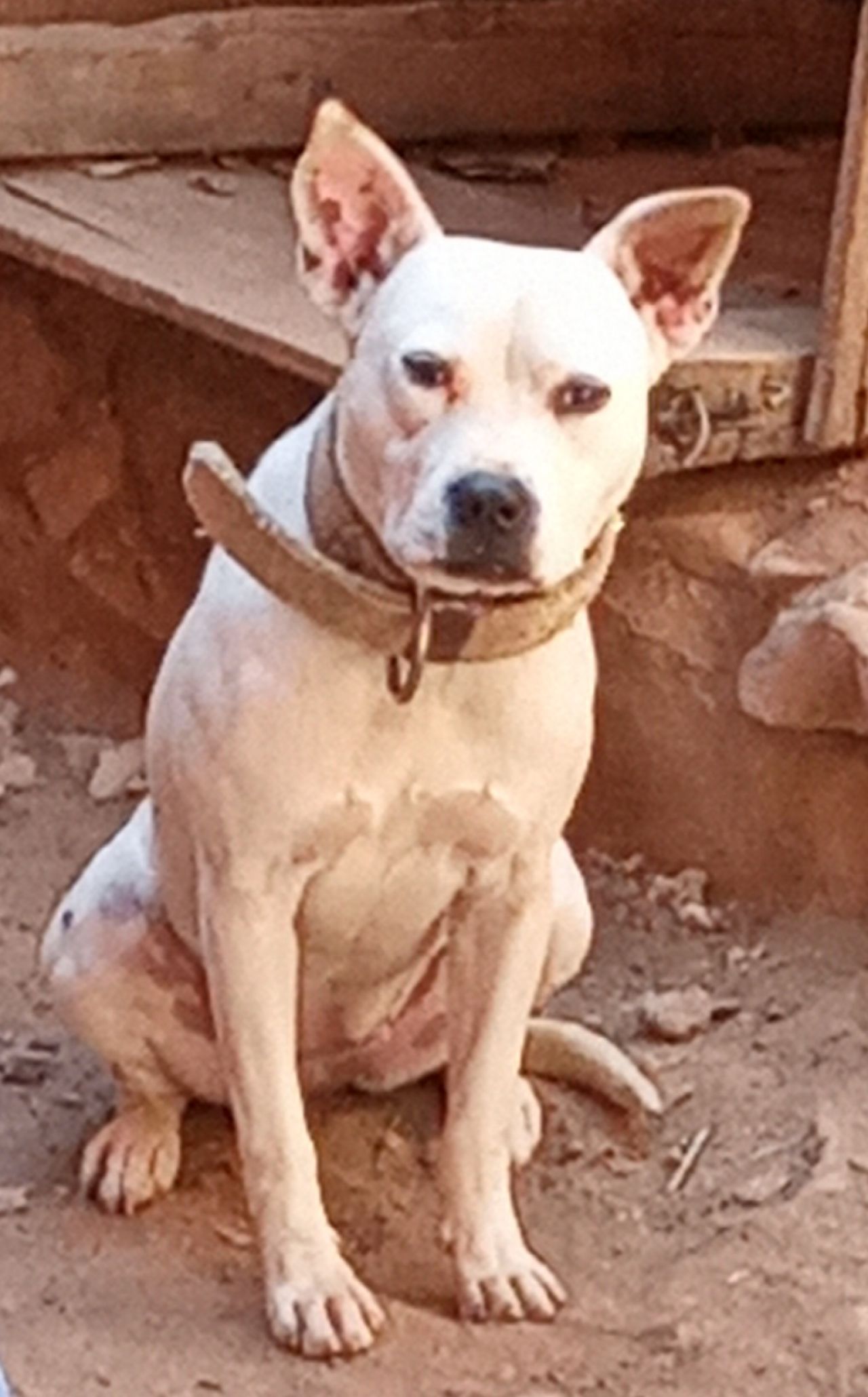 Photo of the dog