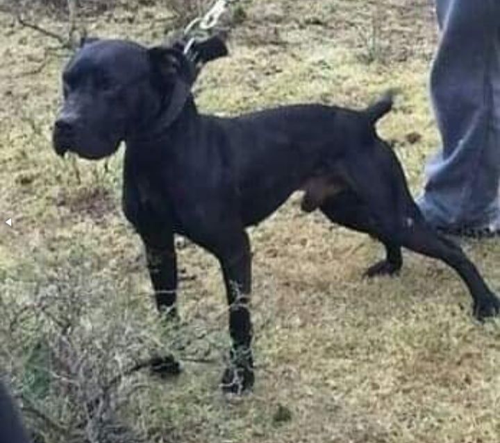 Photo of the dog
