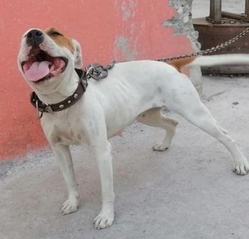 Photo of the dog