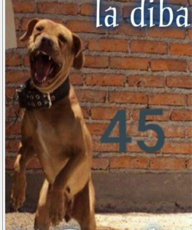 Photo of the dog