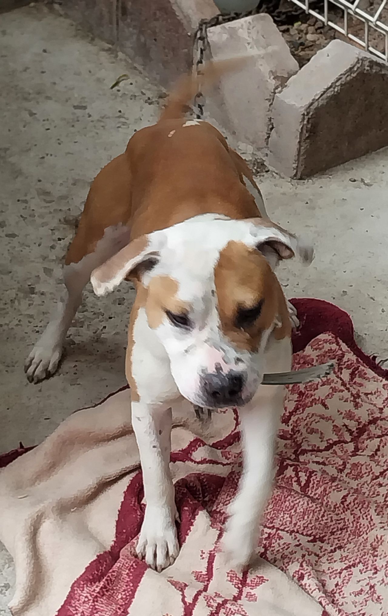 Photo of the dog