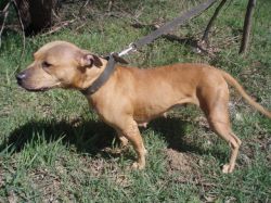 Photo of the dog
