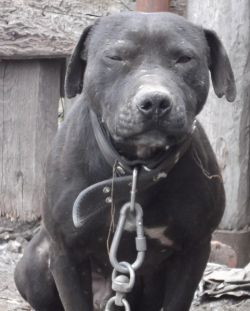 Photo of the dog