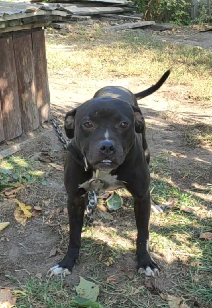 Photo of the dog