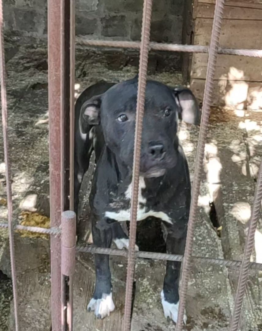 Photo of the dog