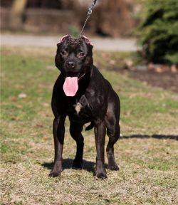 Photo of the dog