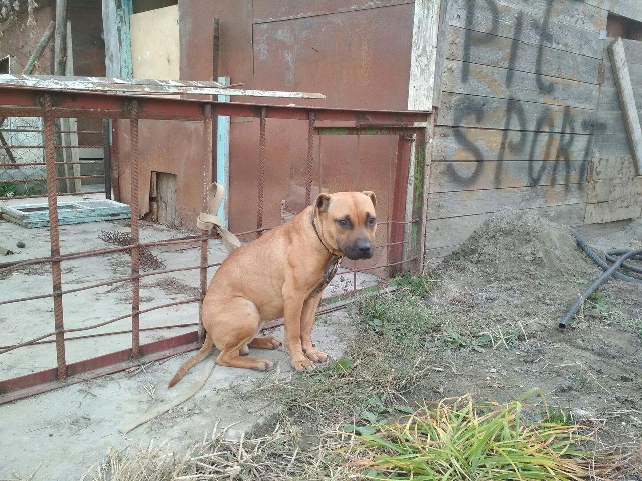 Photo of the dog