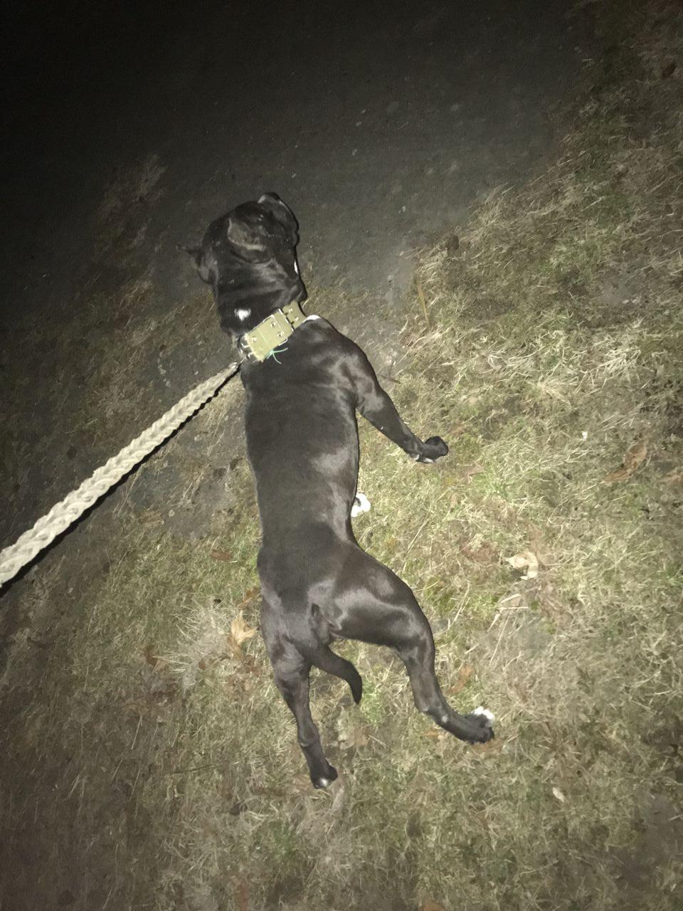 Photo of the dog