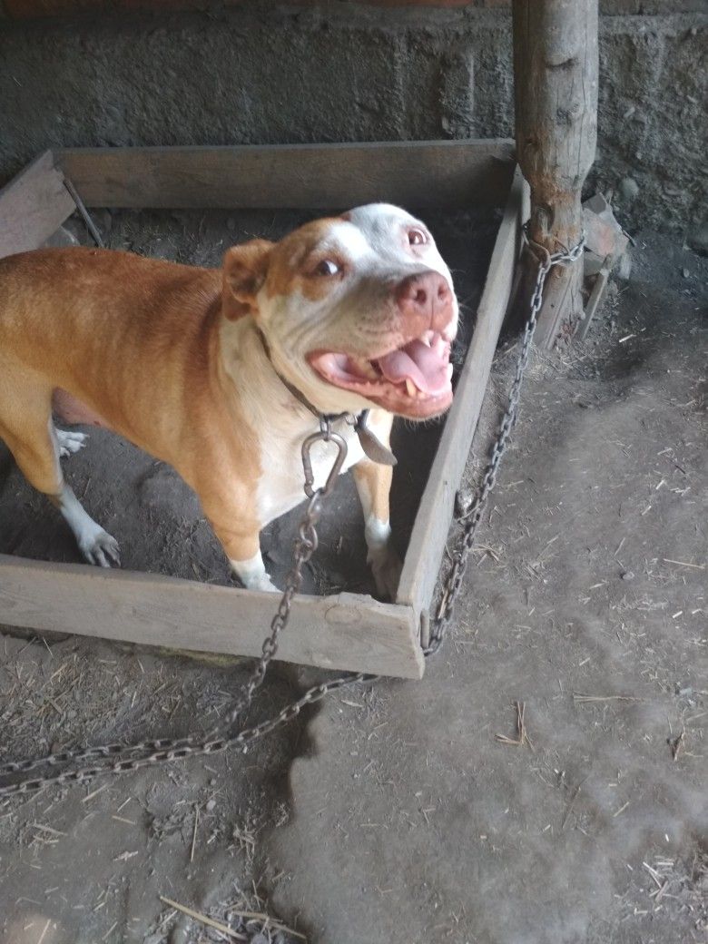 Photo of the dog