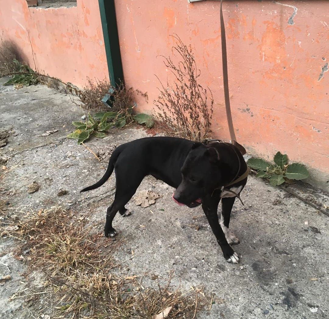 Photo of the dog