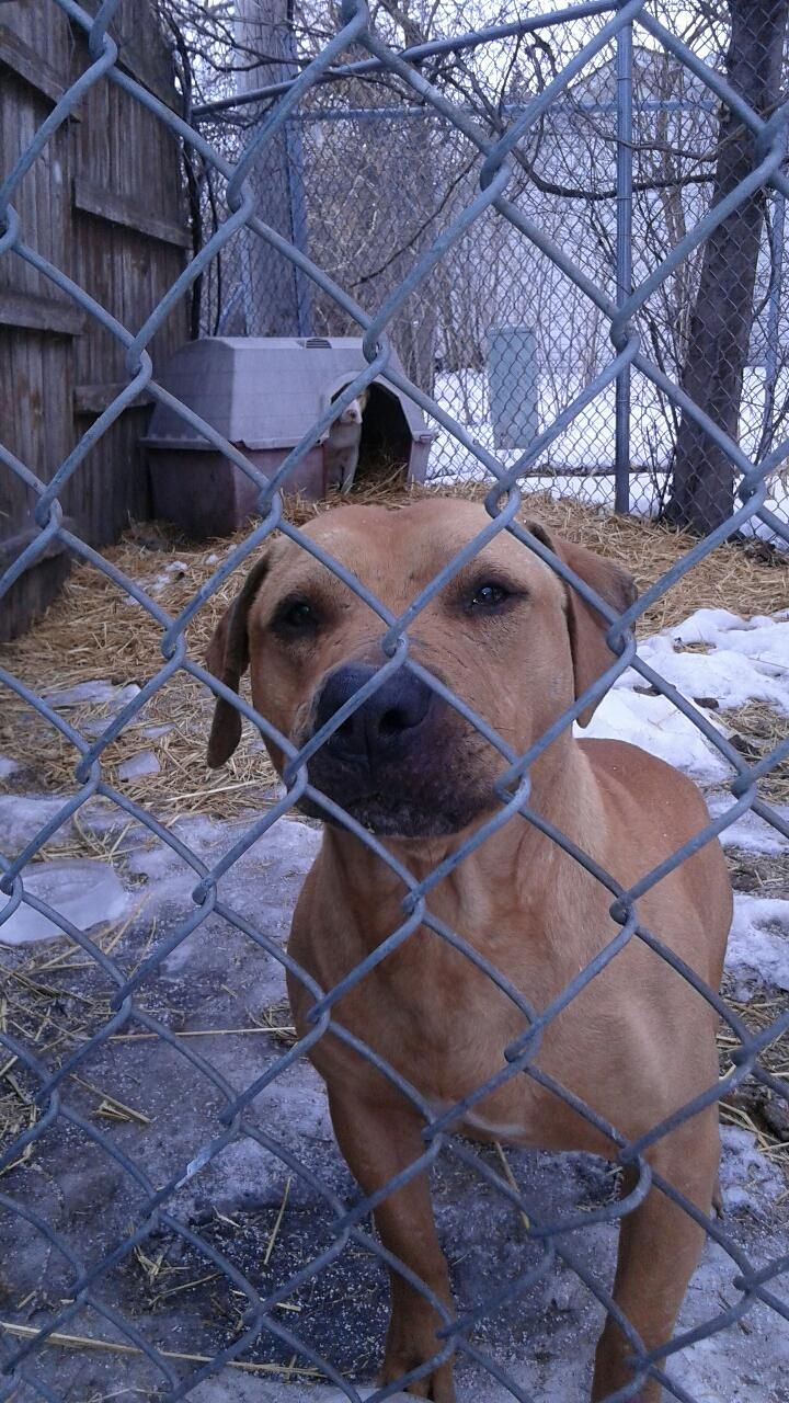 Photo of the dog