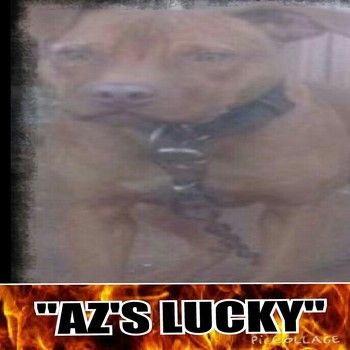 Photo of the dog
