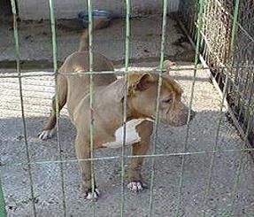 Photo of the dog