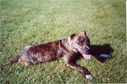 Photo of the dog
