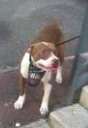 Photo of the dog