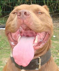 Photo of the dog