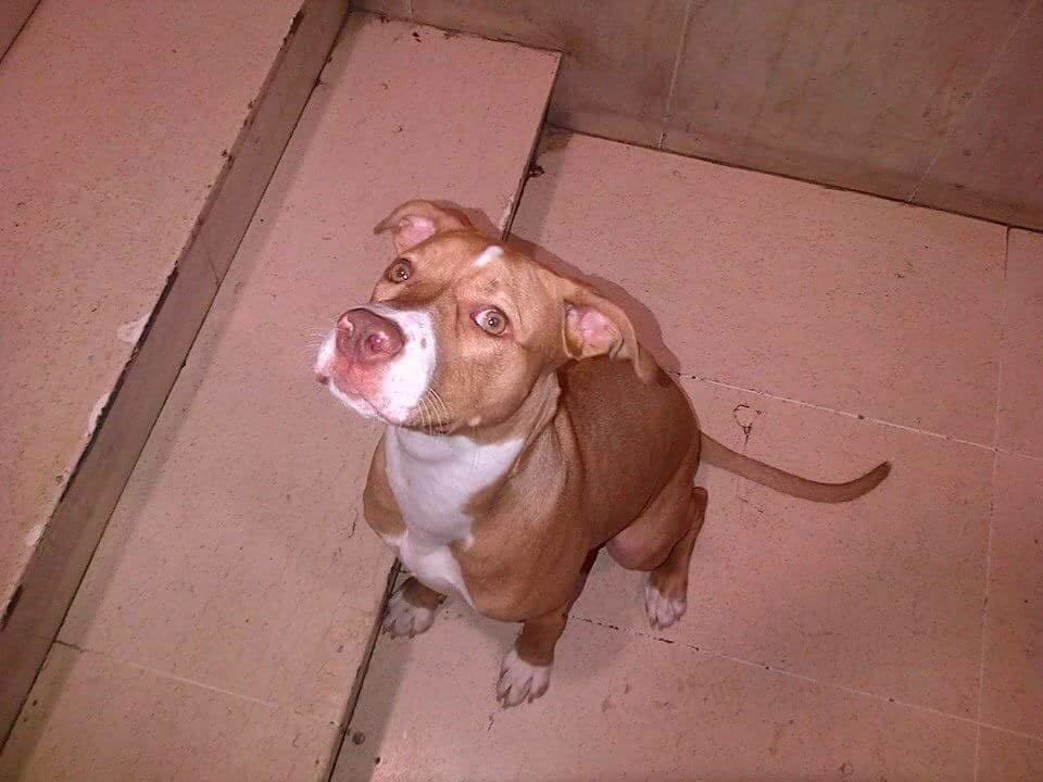 Photo of the dog
