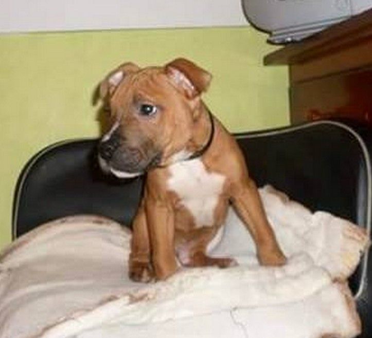 Photo of the dog