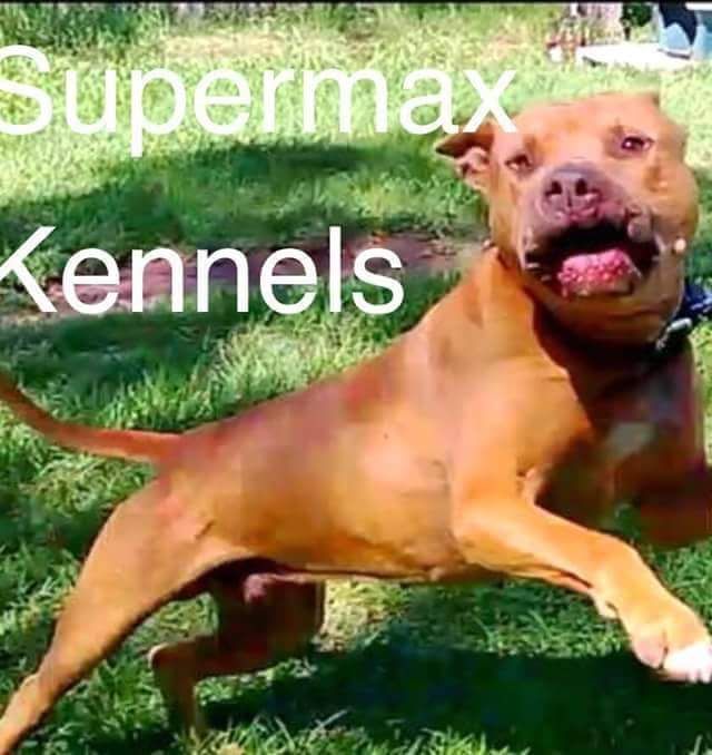 Photo of the dog