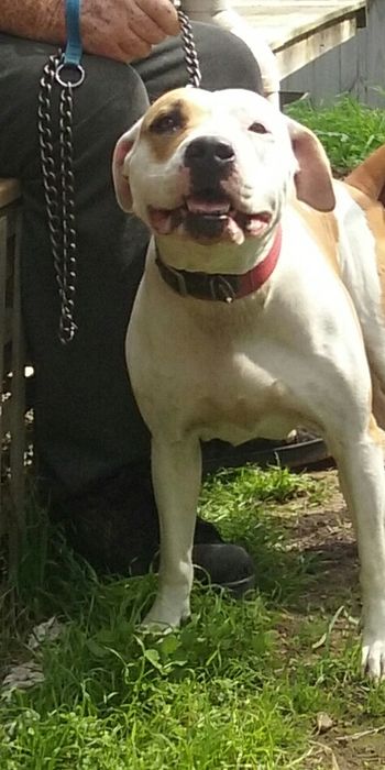 Photo of the dog