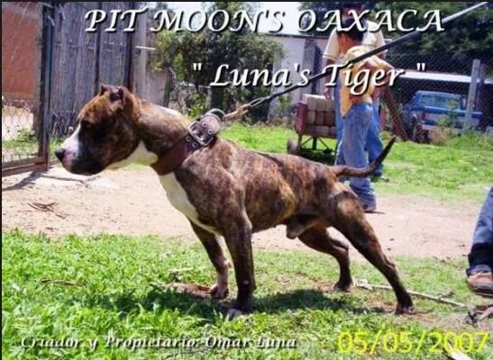 Photo of the dog