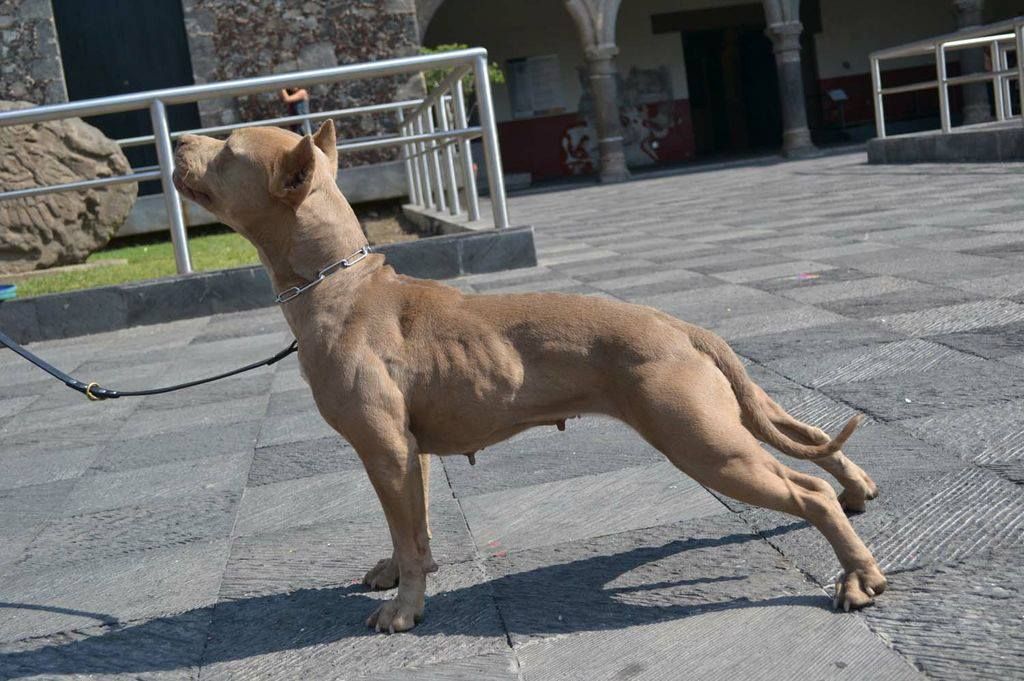 Photo of the dog