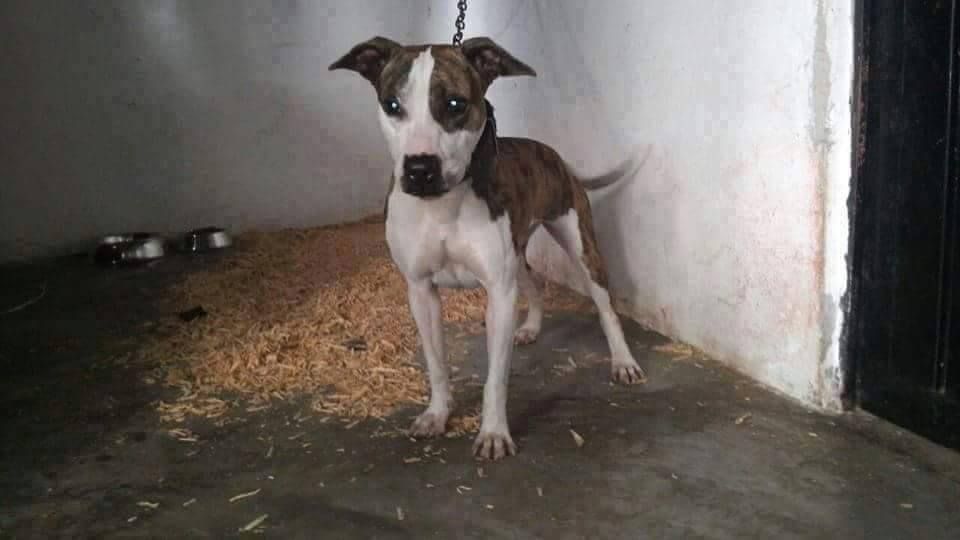 Photo of the dog
