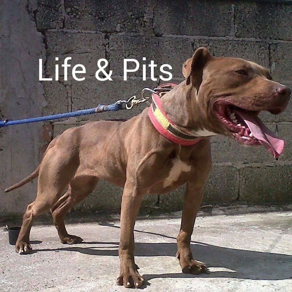Photo of the dog