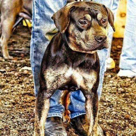 Photo of the dog