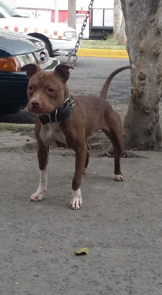 Photo of the dog